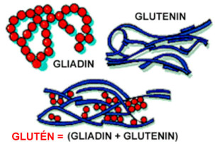 A glutén gliadin és glutenin nevű fehérjékből tevődik össze. A sikér azonos a gluténnel.